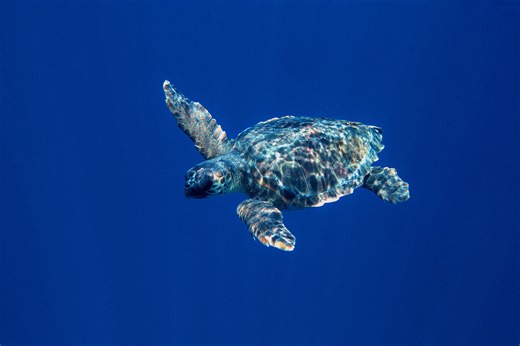 More Than a Drop in the Ocean: What is the High Seas Treaty?