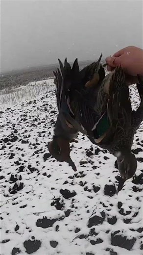 Epic Duck Hunt in Minnesota Snow! Green Wingers Caught! #shorts