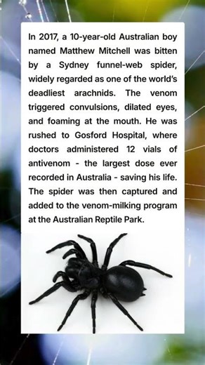 Australian Boy Survives Deadly Funnel-Web Spider Bite #SurvivalStory