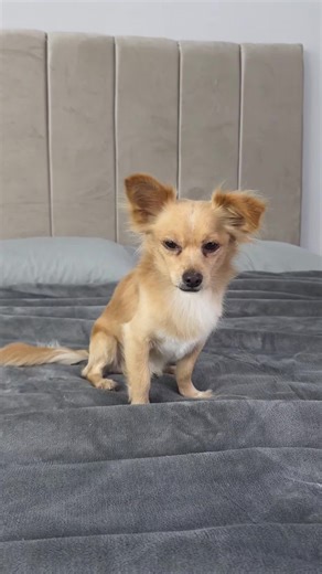 Humor y drama en la vida de un perro