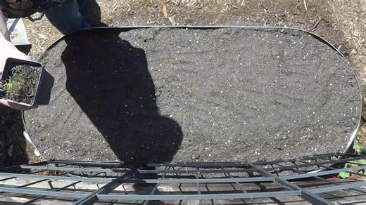 Want a FOREST of fresh dill for cooking? In this step-by-step tutorial, Nick shows you exactly how to grow mammoth dill from seed—the RIGHT way! You'll Learn: How to prepare and refresh tired raised bed soil The "basketball rule" for perfect seed planting depth Proper seed sowing techniques for maximum germination Whether you're planting in raised beds, containers, or small pots, this guide covers everything you need to grow GIGANORMOUS dill that keeps producing all season. No fancy equipment ne