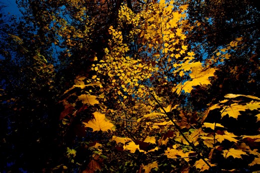 5 fall destinations to check out across mid-Michigan