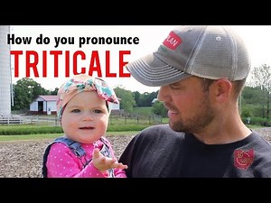 How do you pronounce triticale??