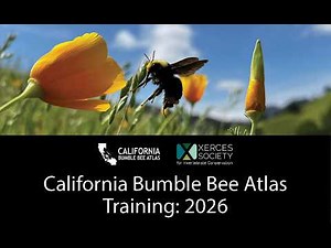 California Bumble Bee Atlas 2026 Training Webinar