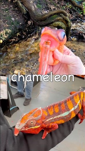Learn Anima Names for Kids by the Branch: Chameleon Cat Elephant Panda Wolf