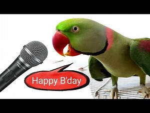 Pablo Parrot Dancing and Singing on Happy Birthday Song 😍