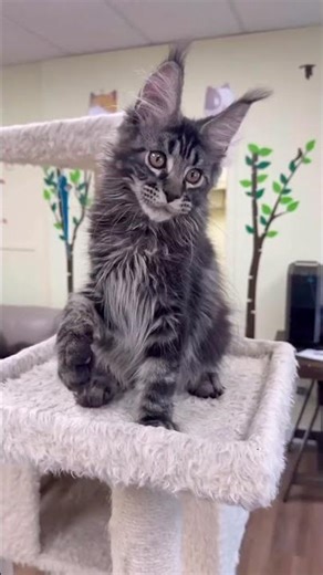 You Won't BELIEVE This Maine Coon Kitten's Hunting Skills!
