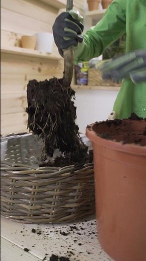 Cómo plantar un árbol frutal | LEROY MERLIN