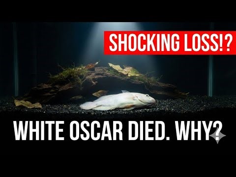 How to save oscar fish from dying | How to save fish from dying | oscar fish disease treatment.