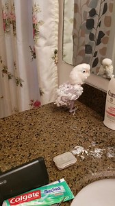 580K views · 22K reactions | So let's show Griffi's eclectic taste in music! While she normally really loved rap, reggae, and Micheal Jackson, there were times she completely surprised us. Griffi's blues interpretation of Tab Benoit "Her mind is gone" | Griffi The Dancing Cockatoo | Facebook