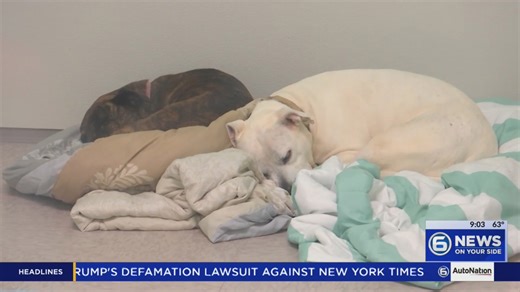 Morristown Hamblen Humane Society takes in almost 200 animals in Hoarding Case