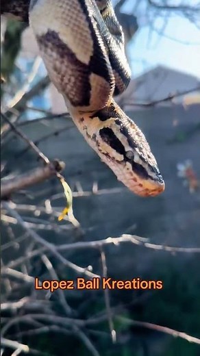 Our Ball python snake banana. #reptiles #snake #ballpython #fyp #follow #reptilelife