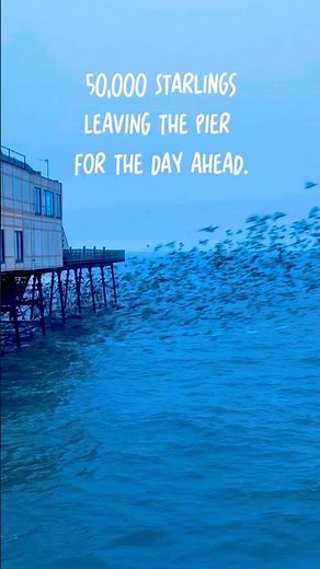 50,000 Starlings Fly UNDER A Pier! 😮
