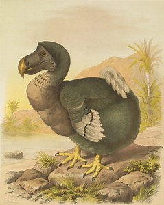 Dodo to be deëxtincted with genetic engineering