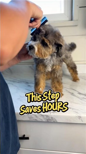 Spend 1️⃣ Minute #puppytraining #puppy #minigoldendoodles #goldendoodlepuppy #minibernedoodle