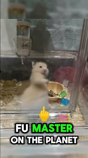 Funny Kung Fu Hamster Shocks Everyone with Epic Moves! 🐹#shorts #FunnyPets #ViralShorts