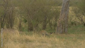 Vidéo Stock Leopard climbing down a tree and pooping
