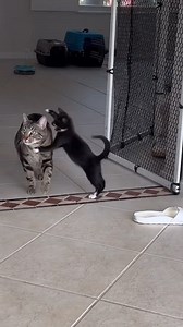 314K views · 10K reactions | Cat Master Train her Pupil Credit: _coco_cooper #cat #kittens #kitty #pets #trend #facebookreels #catsofinstagram #catlover #fun #funny #cat | Bussibo | Facebook