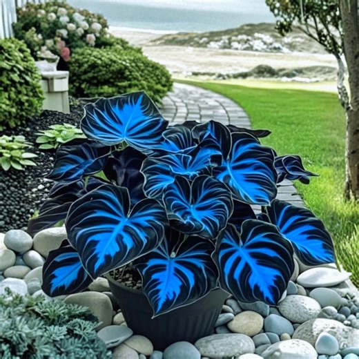 100 Cadilia Seeds – Ornamental Foliage Plant for Shade Gardens, Containers & Indoor Tropical Displays - Etsy