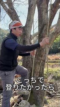 【ベースアンカー設置方法紹介】樹上にロープを設置し登れる方法を紹介します。#林業 #アウトドア #arborplus #アーボプラス #特殊伐採 #チェンソー #クライミング #伐採業者 #求人