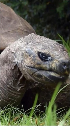 Jonathan the tortoise is the world’s oldest animal at the age of 191 🥰