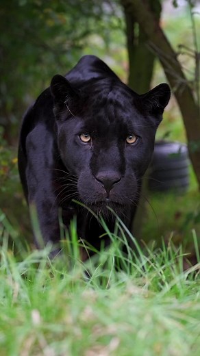 2.5M views · 245K reactions | 李What it’s like to be stalked by a JAGUAR! Watch to the end to see Maya pounce! This amazing clip was caught by Cam Whitnall! #maya #jaguar #bigcats #cats #BCS | The Big Cat Sanctuary | Facebook