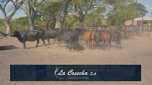 En este segundo bloque de Ganadería Productiva hablamos de los criterios de selección que se tienen en cuenta en Estancia La Vistosa, ubicada en Gral. Artigas, departamento de Itapúa. Su directivo, el Dr. Darío Sotomayor, detalla cuáles son los aspectos considerados.  Programa 46 I Bloque 2  El programa completo está publicado en nuestro canal de YouTube. #GanaderíaProductiva #transferenciadeembriones #animalessuperiores #mejoramientogenético #cabaña | Productiva TV | Facebook