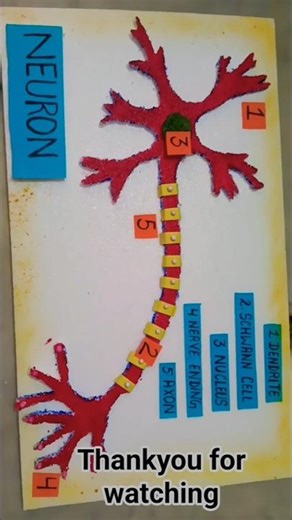 Structure of neuron ✨ biology 3D model #biology #model