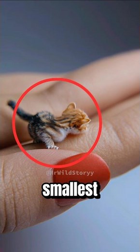 Top 3 Smallest Cat Breeds in the World (You Won’t Believe #1!) #shorts #catshorts #catbreed