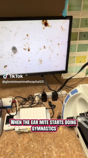 The microscope never lies 🔬👀 Ear mites are tiny parasites that case itchy ears, head shaking, redness, and dark discharge. The good news? They’re easy to diagnose and treat when caught early! #vettok #earmites #vetmedlife #fyp #educate