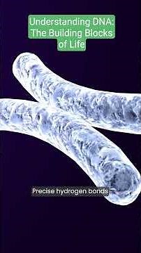 Understanding DNA: Molecular Structures of Nitrogenous Bases Explained