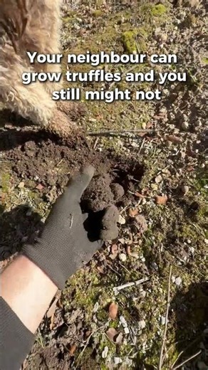 Your Neighbour Grows Truffles… But You Might Not (Microclimate Truth)