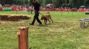 30K views · 55 reactions | Connecticut State Police on Reels | Facebook