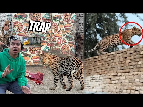 Trap Laga Ky Leopard Pakarna Laga 😱 Bhaag Gea