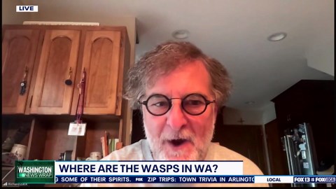 Where are all the wasps in Washington?