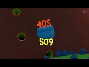 Nucleus Structure | Protein Transport | Chromatins | Chromosomes