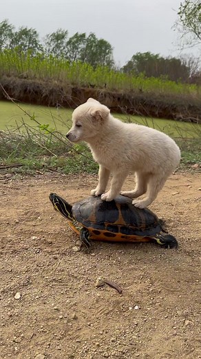 Dog and Tortoise Live Wallpapers Photos #dog #dogsoftiktok #doglover #dogs #doglovers #animal #animals #animalsoftiktok #tortoise #tortoisesoftiktok #wallpapers #livewallpapers #livephotos #videowallpapers #phonewallpapers #newwallpapers #bestwallpapers