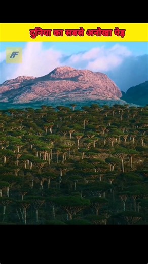 Dragon Blood Tree 🩸😱 #shorts #ytshorts #facts #youtubeshorts