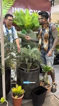 Gokil banget guys kalian pernah melihat tanaman ecephalartos sebesar ini gak? Keren banget ya guys