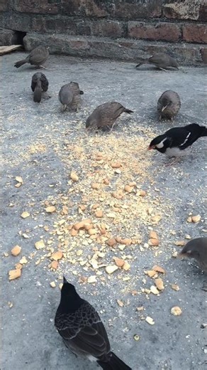 Different types of birds #birdsounds