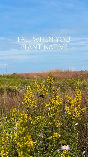 As summer begins to wind down, landscape color doesn’t have to. ✨🌻🌾🍂 These species extend the showy season of any planting well into fall, whether with vibrant late-blooming flowers 🌻, stunning fall leaves 🍂 or colorful berries 🫐. Fall-blooming natives also play a critical role as food sources for migratory birds 🐦‍⬛and butterflies 🦋and offer seeds and cover for birds that over-winter with us. ❄️ Do you have any of these in your garden? 🥰 #fallcolors🍁🍂 #nativeplants #pollinators | Pra