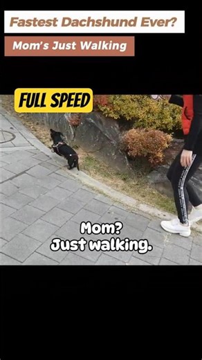 Fastest Dachshund Ever? Mom's Just Walking 😂