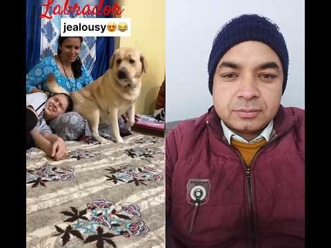 Labrador Dog#shorts #youtubeshorts #shortsfeed #ytshorts