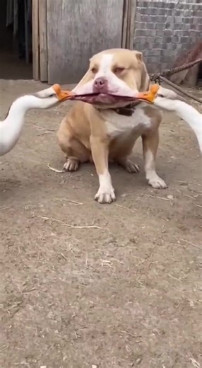 Hewan Core: Memes Lucu dari Ayam dan Angsa