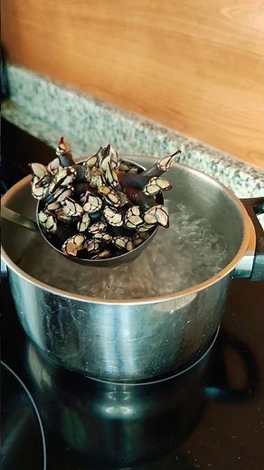 Cómo cocer percebes en su punto de manera rápida, fácil y sencilla.