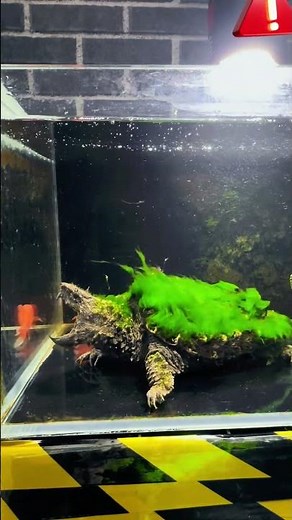 Alligator snapping turtle hunting —showcasing its unique predatory technique#AlligatorSnappingTurtle