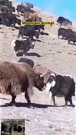 Explore In Gilgit-Baltistan | Wild Animal Yaak | Himalayan Mountain Yaks