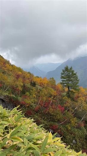 🍂 Autumn in Nozawa Onsen, Nagano 🍂 As summer fades, Nozawa Onsen transforms into one of Nagano’s most beautiful autumn escapes. The hills around the village glow in deep reds and golds, and the air turns crisp and calm — perfect for exploring and unwinding. Stroll through the old streets lined with steaming onsens and maple trees, or take the Nagasaka Gondola up Mt. Kenashi for sweeping views of the autumn colours below. A visit to nearby Lake Hokuryuko offers mirror-like reflections of the mo