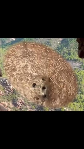 From Under the Surface – Blackheads Pulled Live | blackhead removal