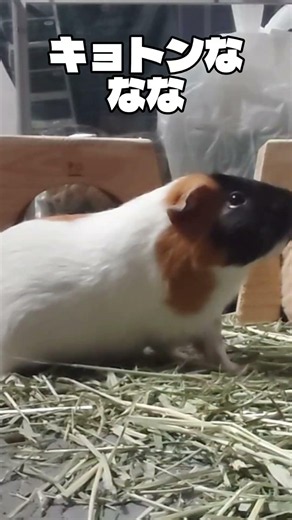 【パワー系】自慢のパワーで一瞬で勝負を決めるロシアンモルモット「もも」#かわいい #guineapig #モルモット